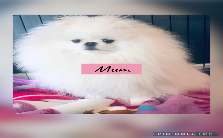 Pomeranian dogs - Advert 5
