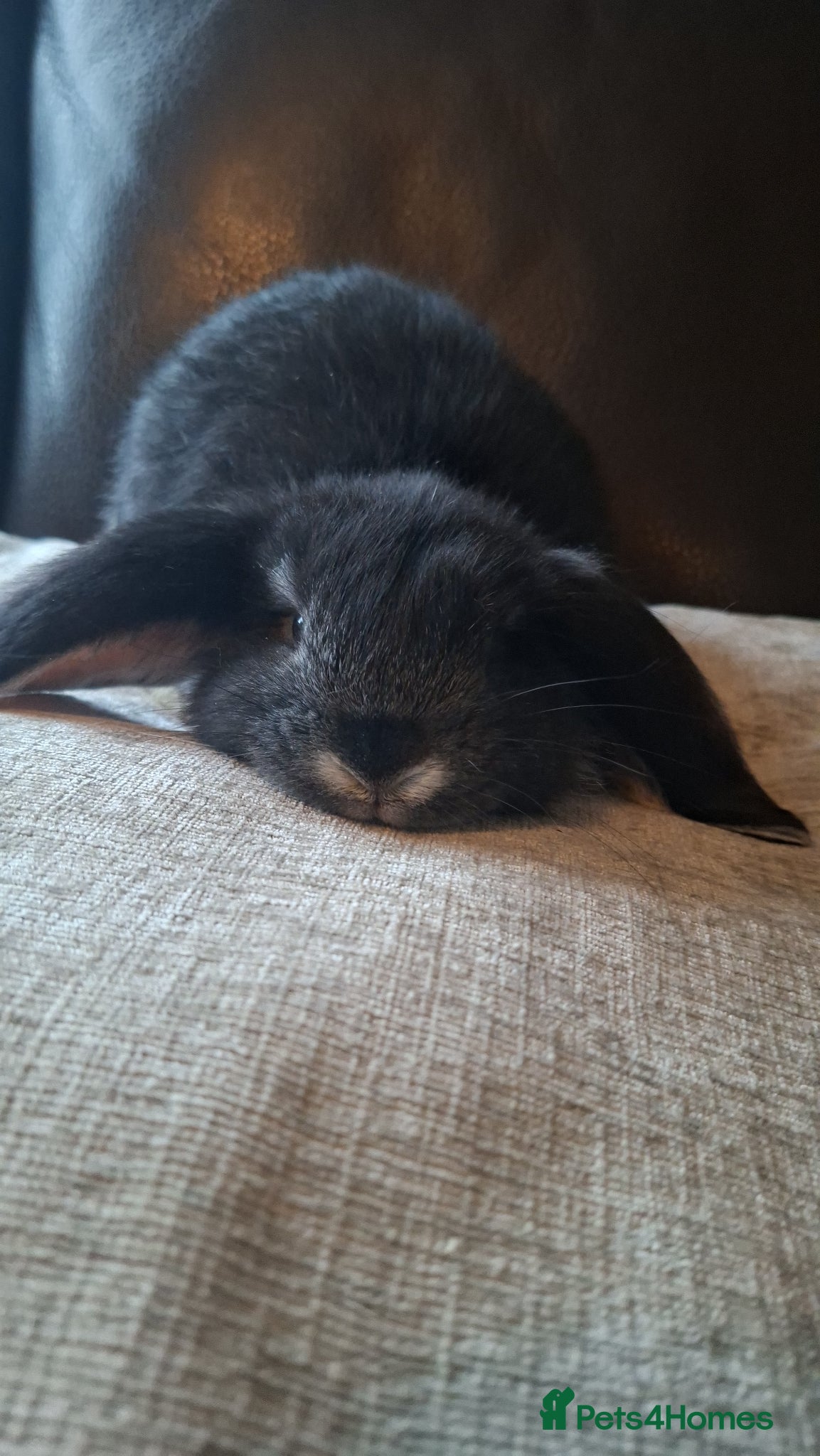French Lop rabbits Pure bred French Lops - Advert 1
