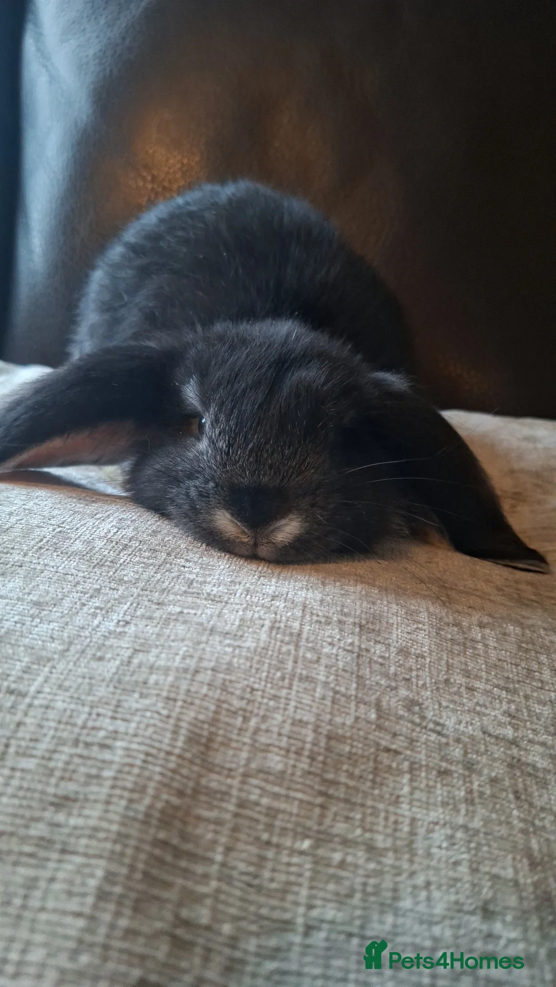 French Lop rabbits for sale: Pure bred French Lops - Advert 1