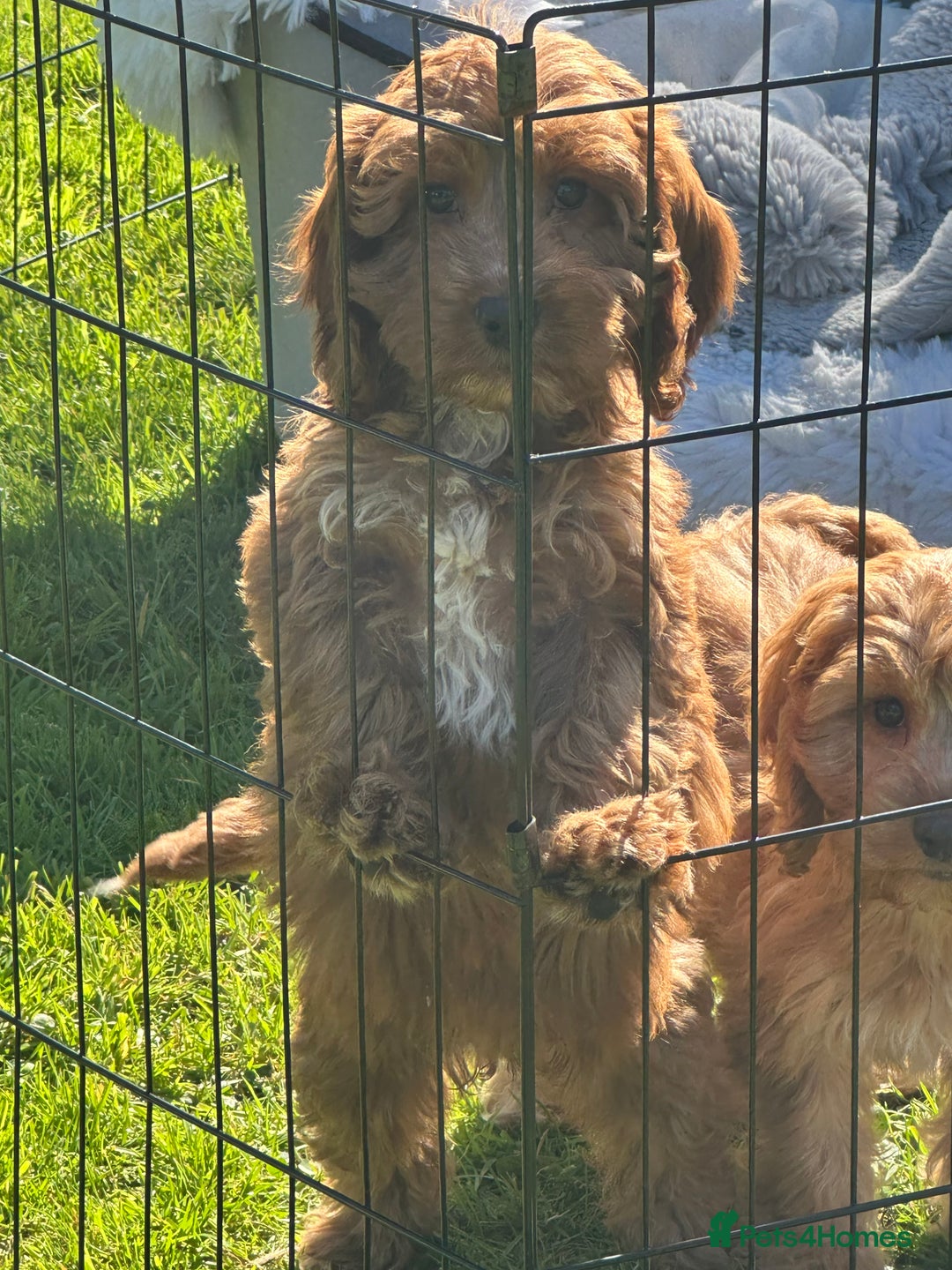 Cockapoo dogs for sale: Cockapoo babies  - Image 2