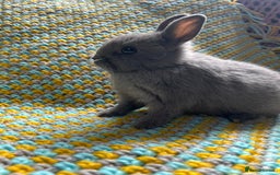 Netherland Dwarf rabbits for sale: Vaccinated Netherland Dwarf Rabbits - Image 5