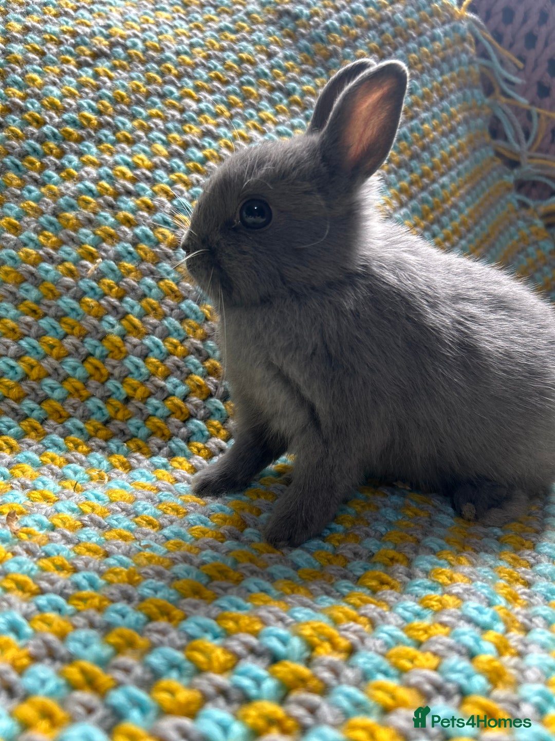 Netherland Dwarf rabbits for sale: Vaccinated Netherland Dwarf Rabbits - Image 5
