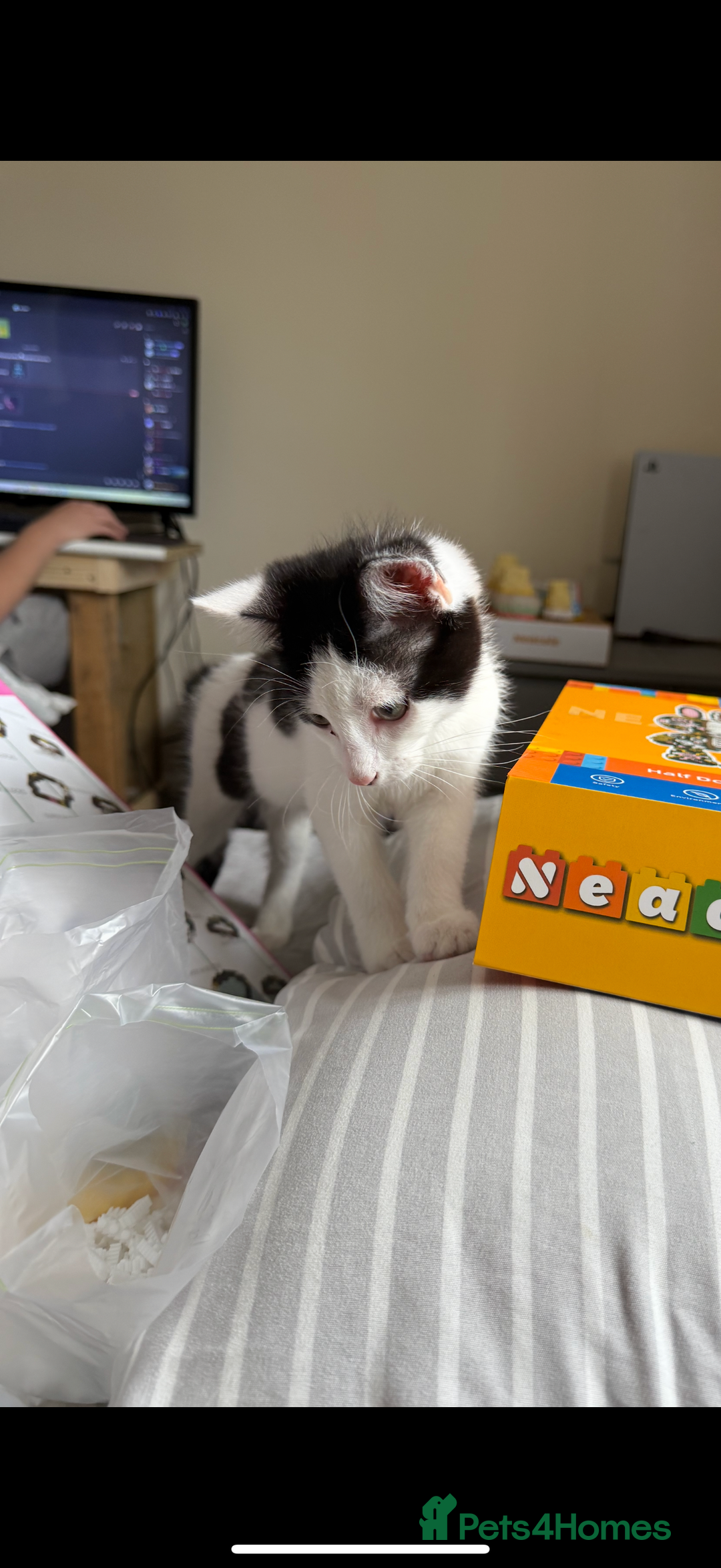 American Shorthair cats for sale: male kitten 8 months - Advert 3