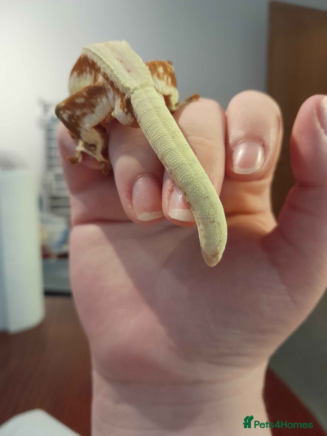 Gecko reptiles for sale: Crested gecko - Red Hypo Lillywhite - Image 6