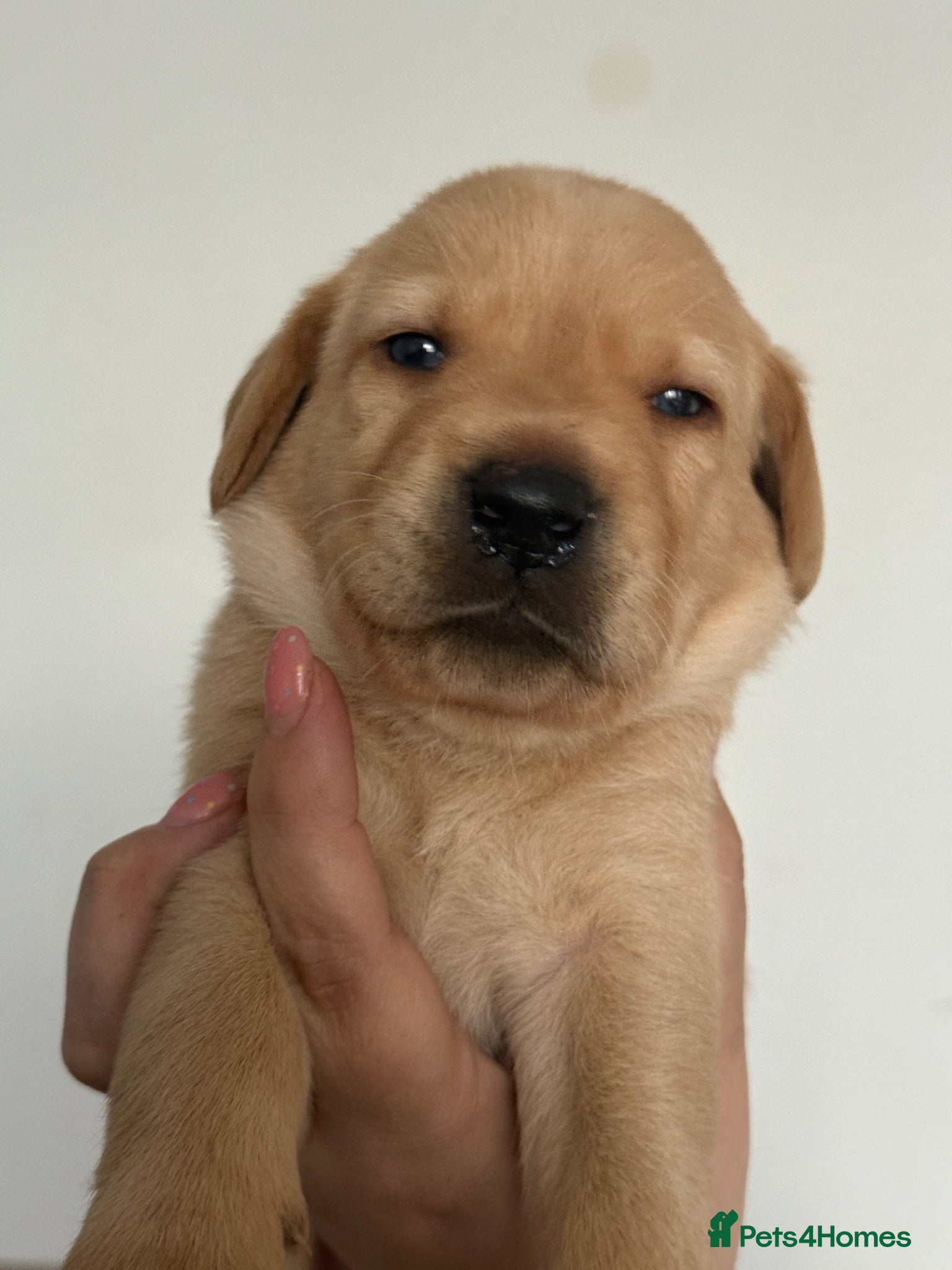 Labrador Retriever dogs Labrador puppies  - Advert 19
