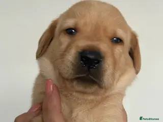 Labrador Retriever dogs Labrador puppies - Advert 19