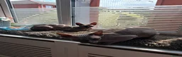 Sphynx cats for sale: Two sphynx cats for rehome in Liverpool - Advert 4