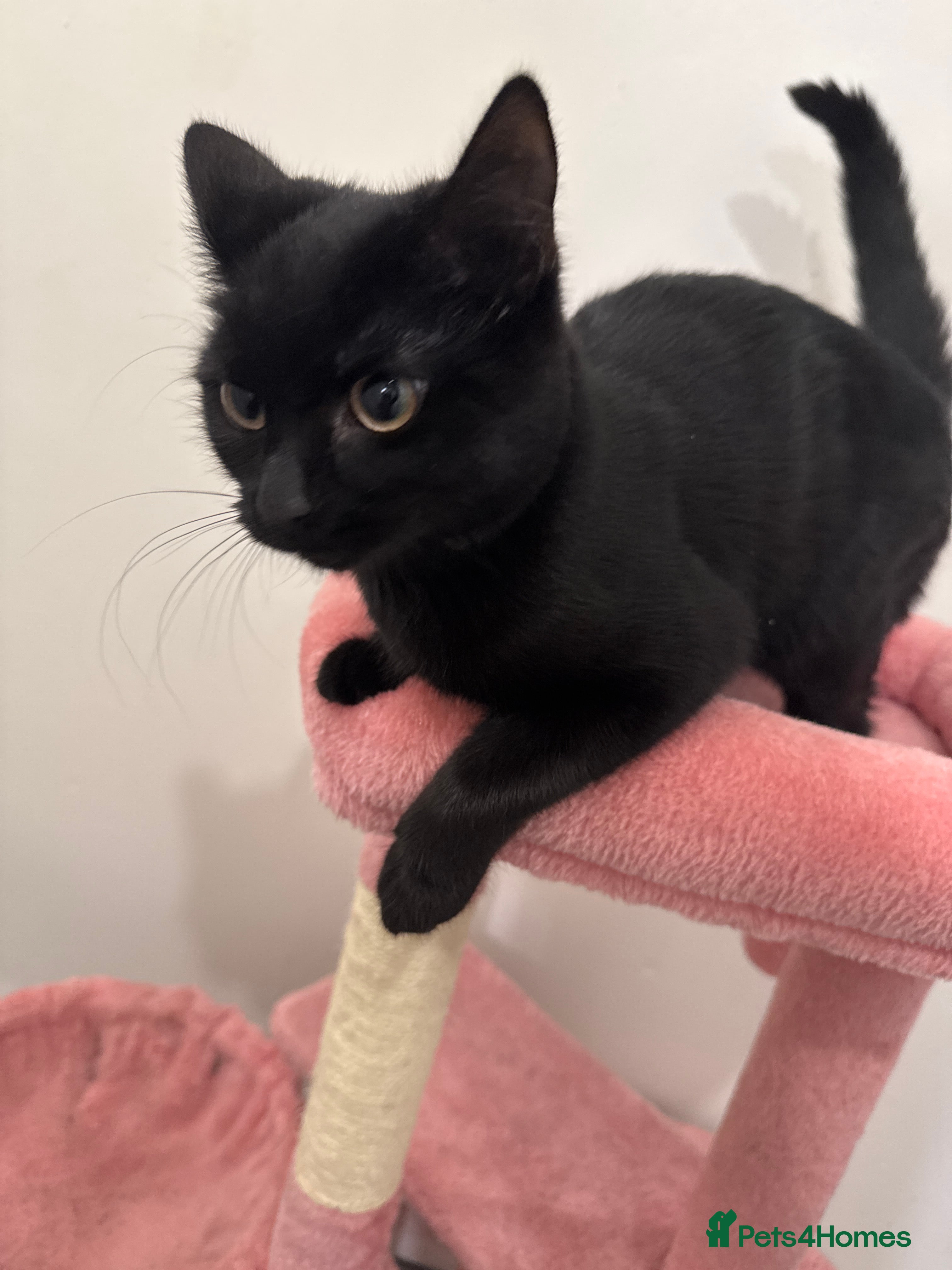 British Shorthair cats Female kitten for sale  - Advert 5