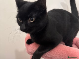 British Shorthair cats - Advert 4