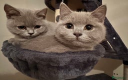 British Shorthair cats for sale: Looking for a Loving Home for 2 British Shorthairs - Image 8