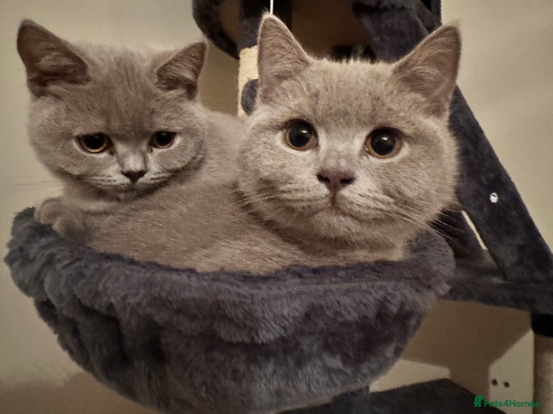 British Shorthair cats for sale: Looking for a Loving Home for 2 British Shorthairs - Image 8