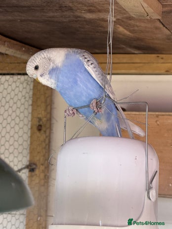 Budgerigars birds - Advert 3