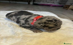 Mixed Breed dogs for sale: Beautiful pups with stunning markings  - Image 3