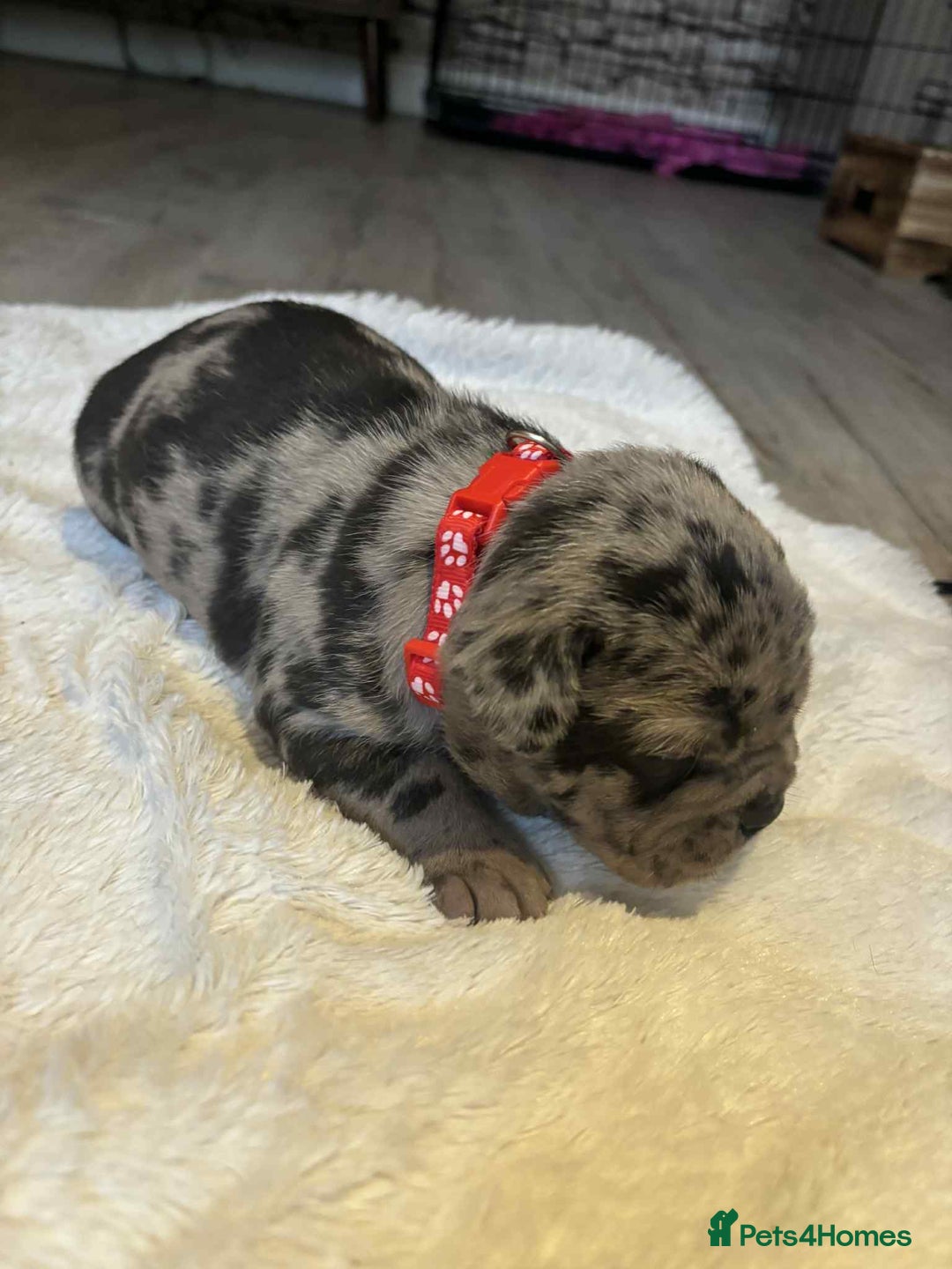 Mixed Breed dogs for sale: Beautiful pups with stunning markings  - Image 3