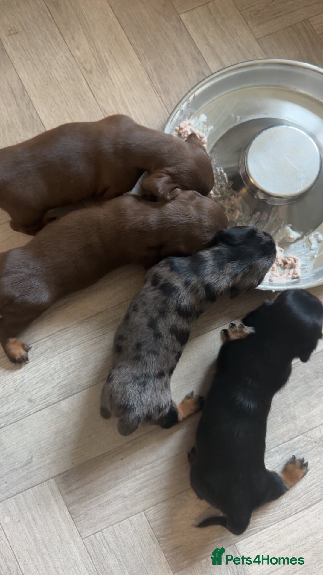 Miniature Dachshund dogs for sale: 3 girl miniature dachshunds  - Image 9
