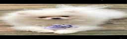 Pomeranian dogs for sale: Gorgeous Pom Puppies  - Advert 40