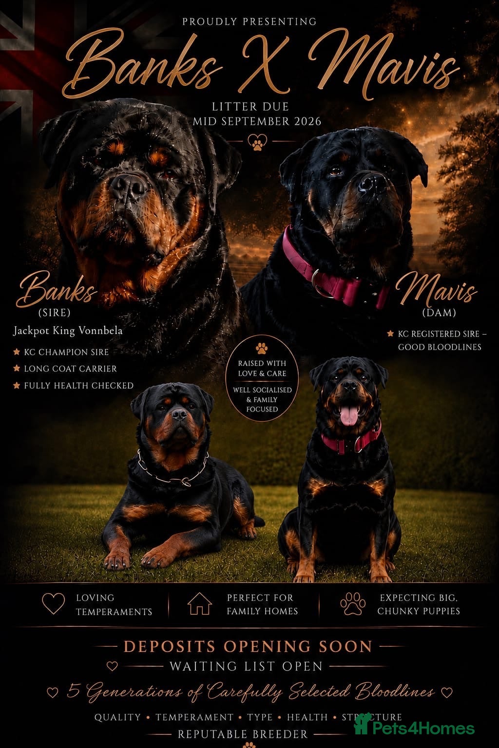 Rottweiler dogs PREGNANCY CONFIRMED — WAITING LIST NOW OPEN - Advert 1