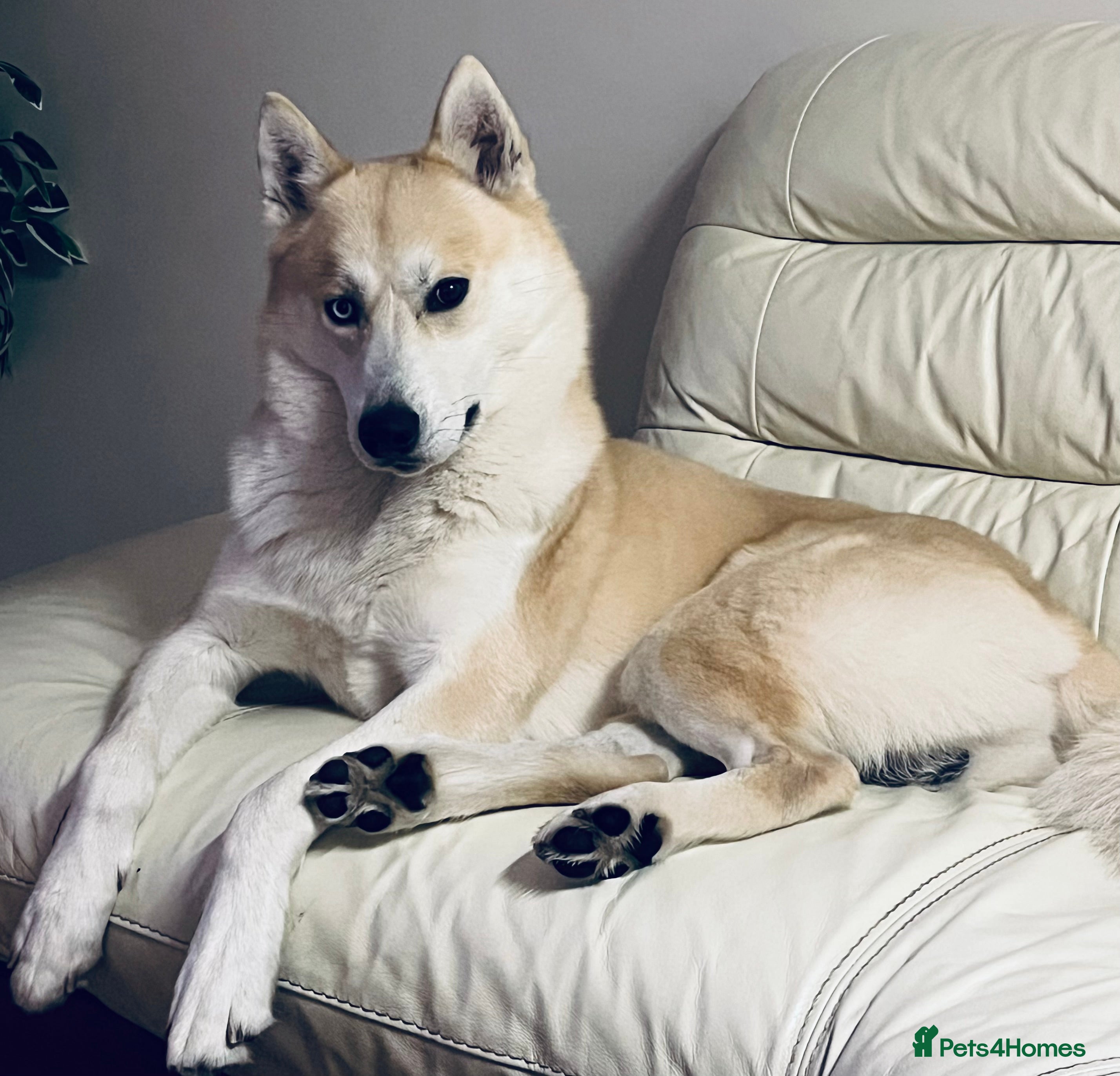 Siberian Husky dogs Siberian Husky for Stud in Wrexham - Advert 4