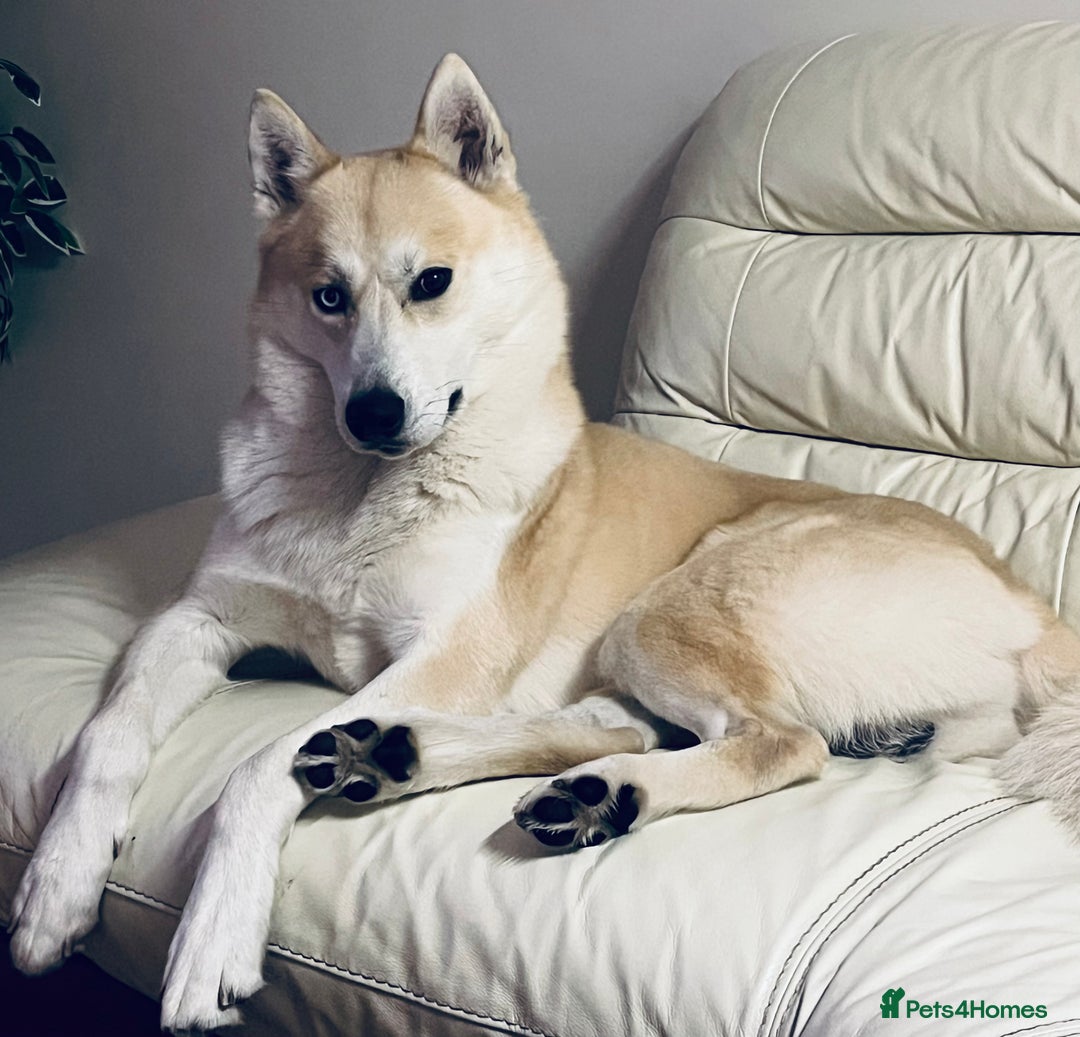 Siberian Husky dogs for stud: Siberian Husky for Stud in Wrexham - Image 1