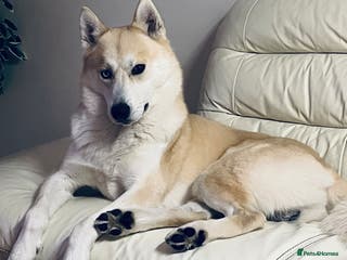 Siberian Husky dogs Siberian Husky for Stud in Wrexham - Advert 5