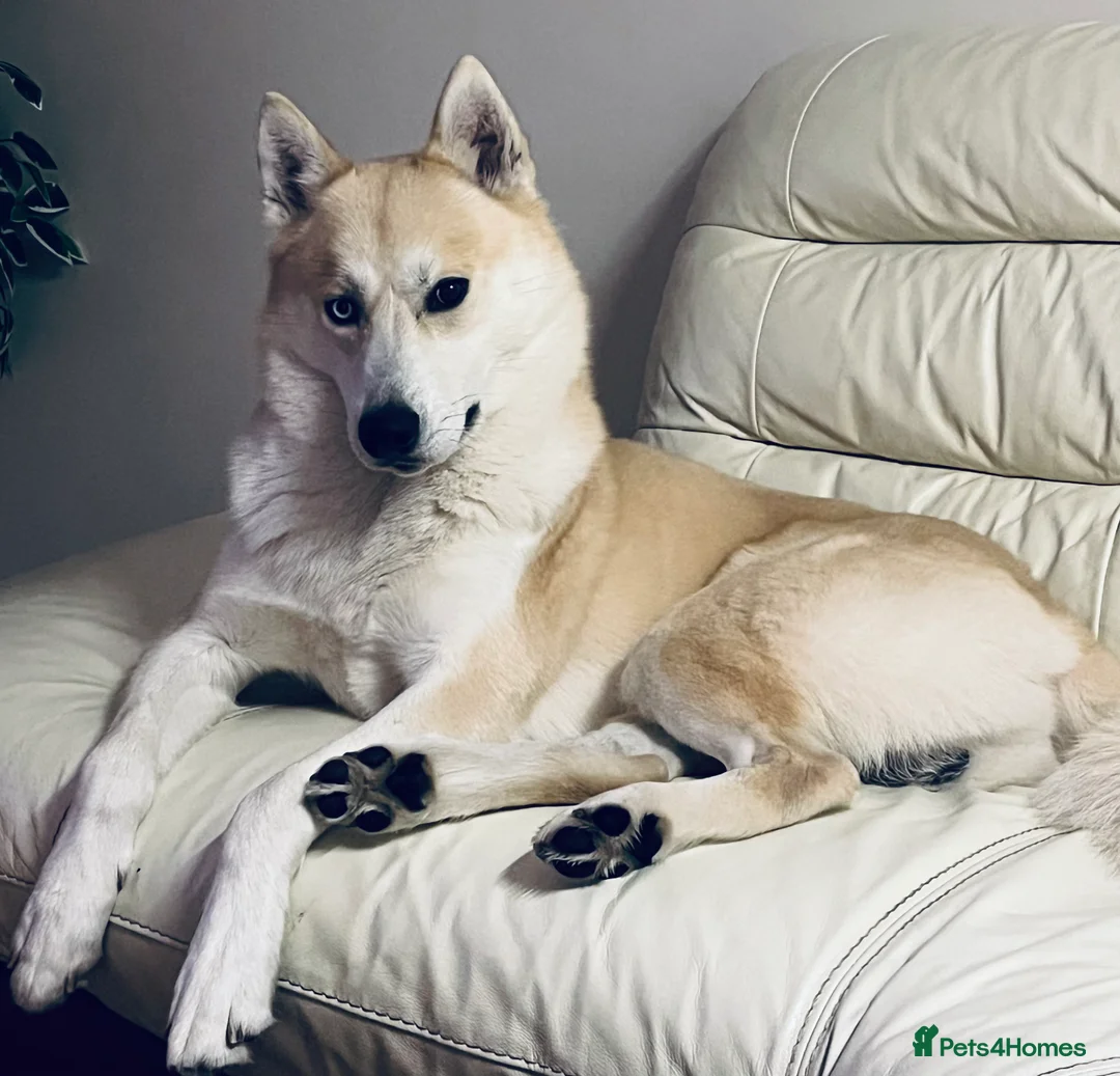 Siberian Husky dogs for stud: Siberian Husky for Stud in Wrexham - Advert 1