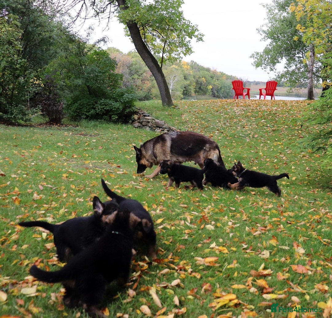 German Shepherd dogs 🐾Long-Haired German Shepherd Puppies for Sale! 🐾 - Advert 10