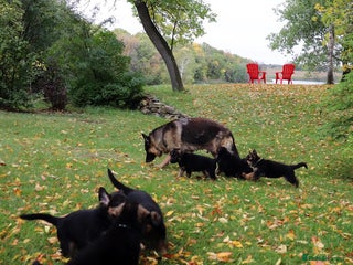 German Shepherd dogs 🐾Long-Haired German Shepherd Puppies for Sale! 🐾 - Advert 1