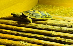 Hermann Tortoise reptiles for sale: Lovely Hermanns Tortoise looking for a new home  - Image 6