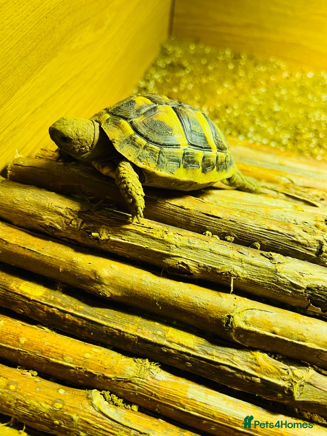 Hermann Tortoise reptiles for sale: Lovely Hermanns Tortoise looking for a new home  - Image 6