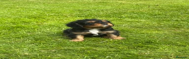 Cavalier King Charles Spaniel Puppy 2