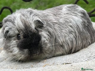 Guinea Pig rodents Baby boy and mature male to go as a pair. - Advert 3