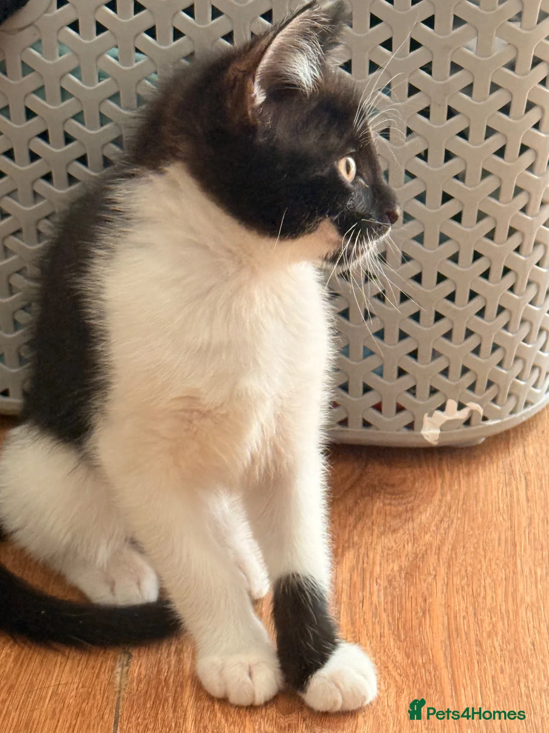British Shorthair cats for sale: 4 black + white female kittens - Advert 40