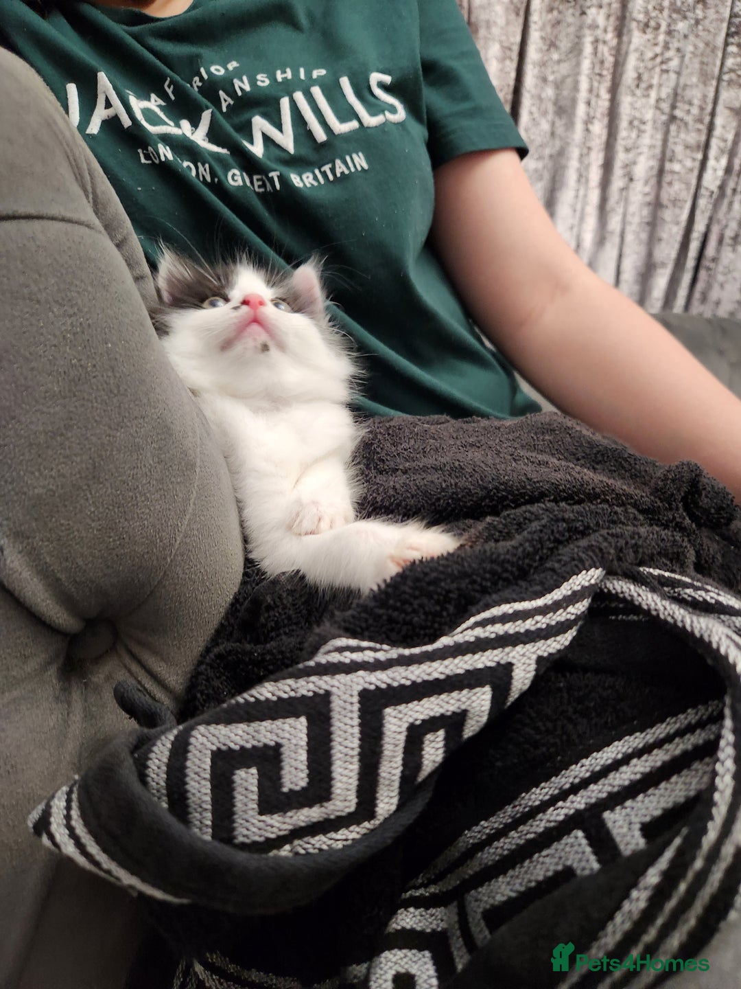 Mixed Breed cats for sale: Beautiful X Mainecoon babies  - Image 2