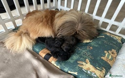 Pekingese dogs for sale: Beautiful pure pedigree Pekingese puppies  - Image 4