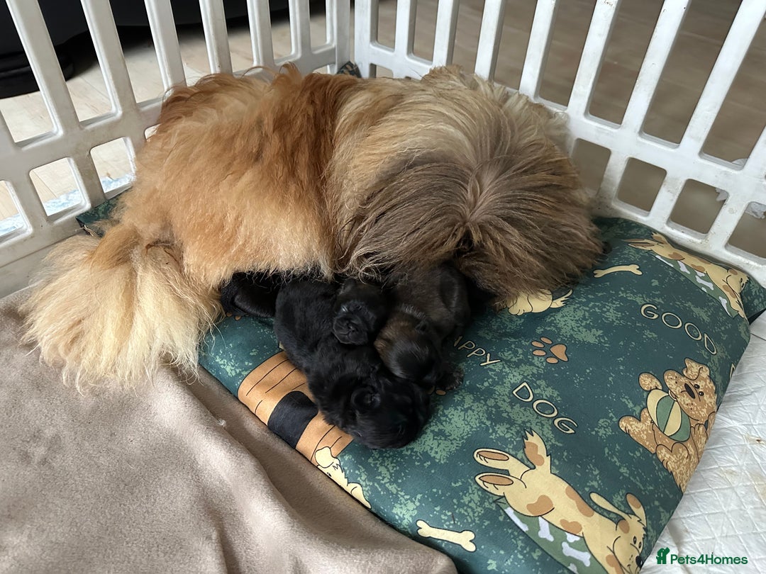 Pekingese dogs for sale: Beautiful pure pedigree Pekingese puppies  - Image 4
