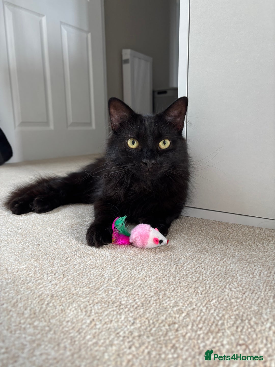 British Longhair cats for sale: Long hair black male cat - Advert 1