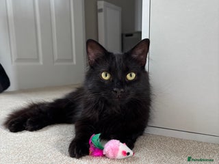 British Longhair cats Long hair black male cat - Advert 1