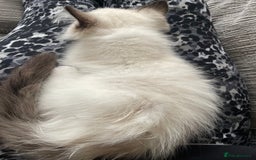 Ragdoll cats for sale: 1 left - Pedigree Bicolour Ragdoll kittens  - Advert 8