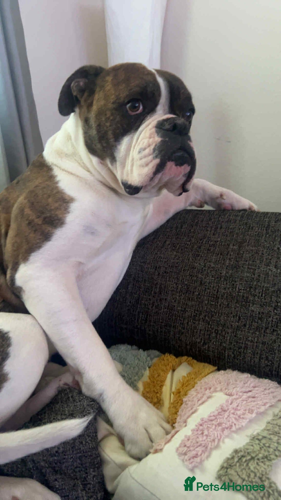 Mixed Breed dogs for stud: Boxer  - Advert 3