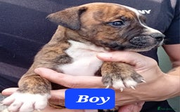 Mixed Breed dogs for sale: Bull wheaten pups available ready to go - Image 5
