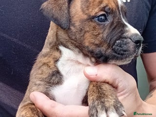 Mixed Breed dogs - Advert 6