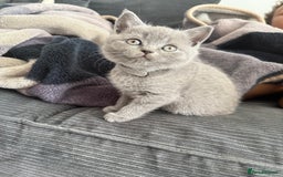 British Shorthair cats for sale: British shorthair kittens  - Image 5