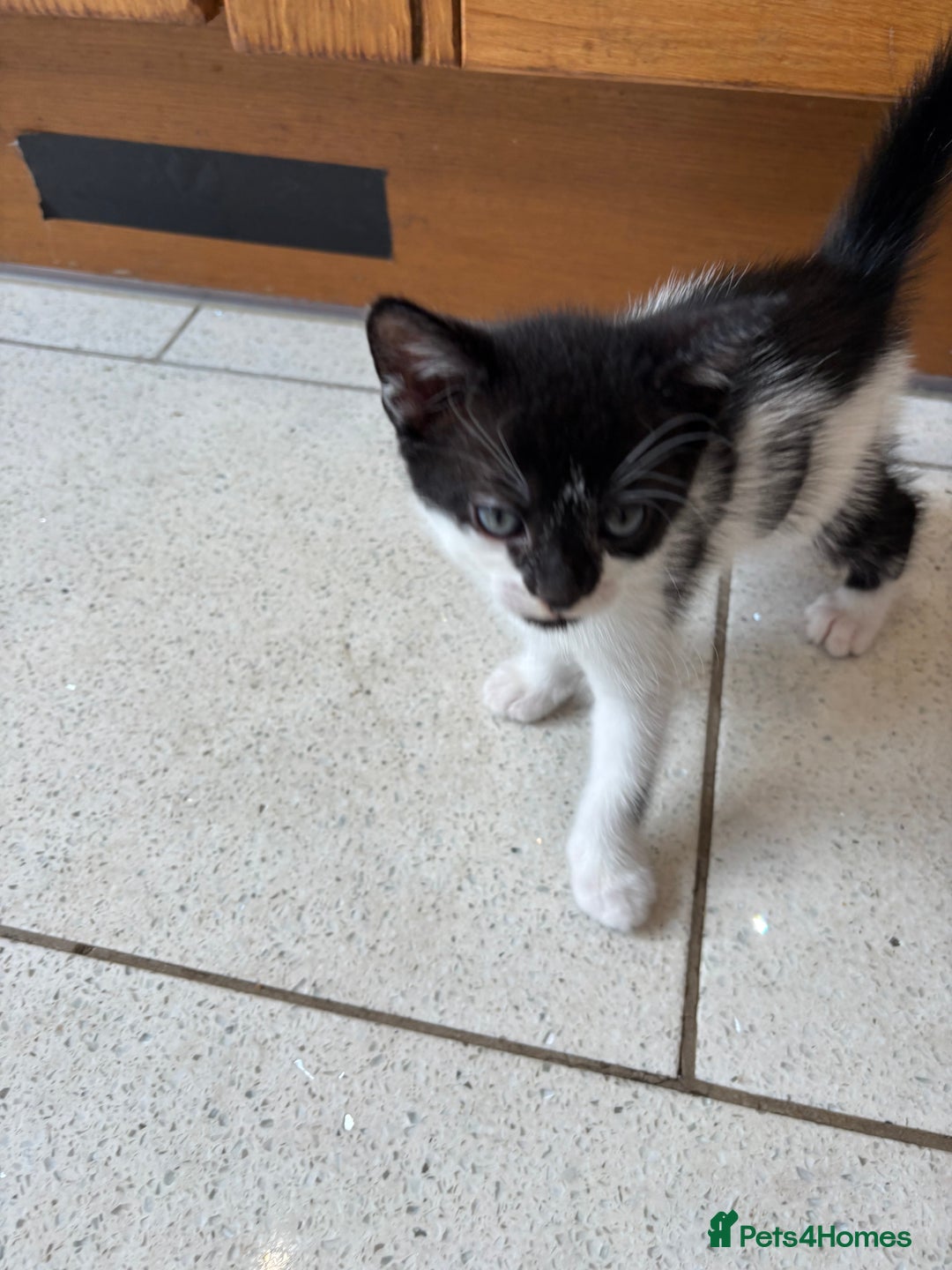 British Shorthair cats for sale: Kittens  - Image 13