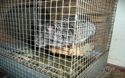 Chinchilla rodents for sale: Two ChincHilla's for sale. - Image 1