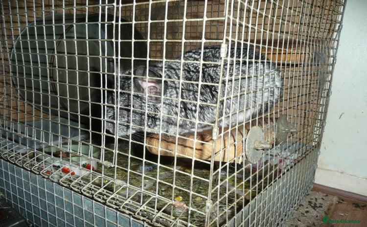Chinchilla rodents - Advert 2