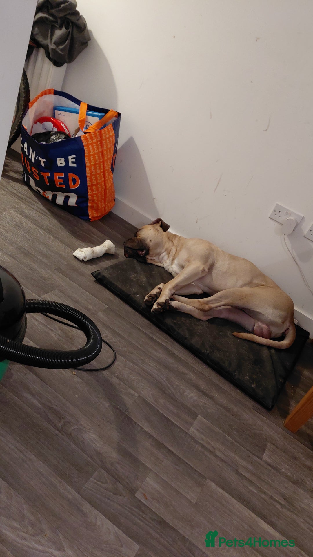 Mixed Breed dogs for sale: meet Hooper - Advert 3