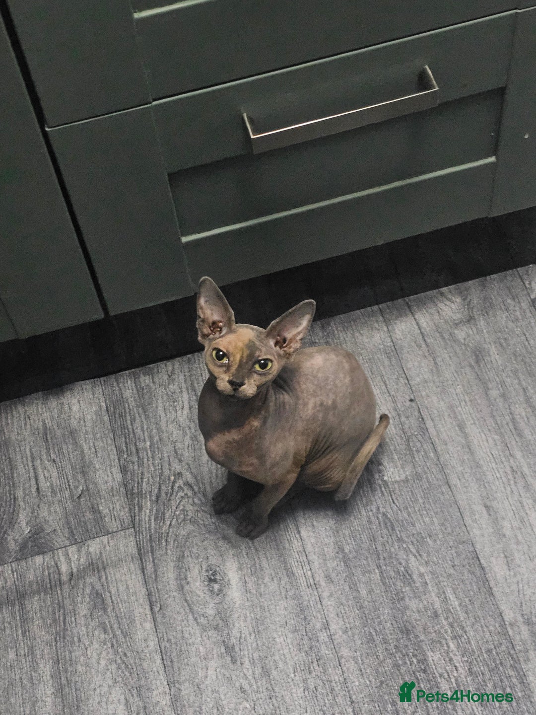 Sphynx cats for sale: Female sphynx - Advert 4