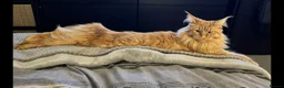 Maine Coon cats for sale: Majestic Fire Maine Coon Kittens - Advert 1