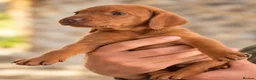 Hungarian Vizsla dogs for sale: 🐾 Beautiful Hungarian Vizsla Puppies For Sale 🐾 - Advert 5