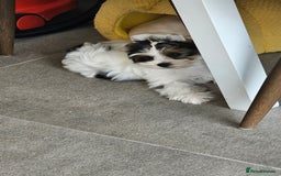 Biewer Terrier dogs for sale: Last girl Pure Biewer yorkshire terrier  - Image 12